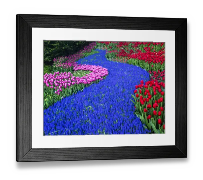 Framed Print : Europe; Netherlands; Lisse; Keukenhof Gardens; Keukenhof Gardens with Tulip Blooms Surounded Framed Print : Europe; Netherlands; Lisse; Keukenhof Gardens; Keukenhof Gardens with Tulip Blooms Surounded