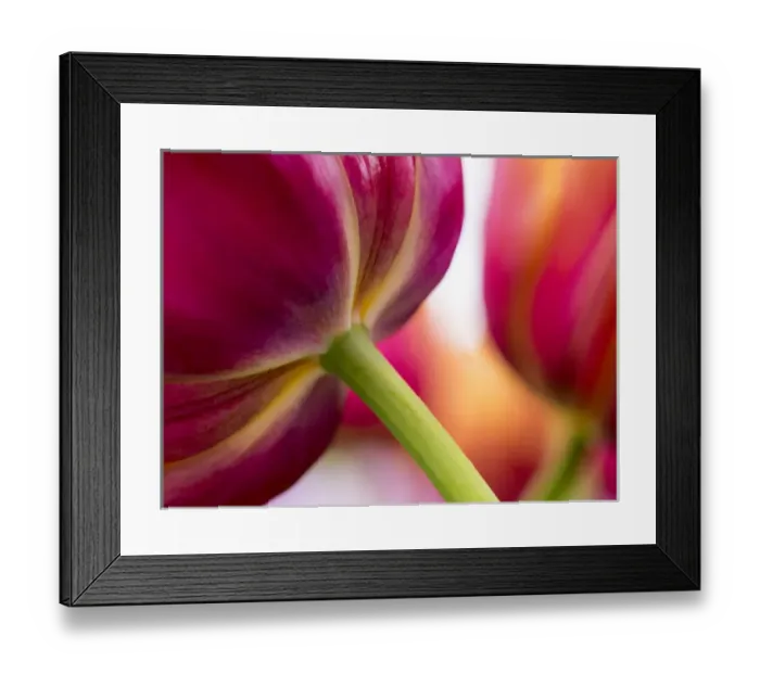 Framed Print : Europe; Netherlands; Lisse; Keukenhof Gardens; Tulip Closeups with Selective Focus