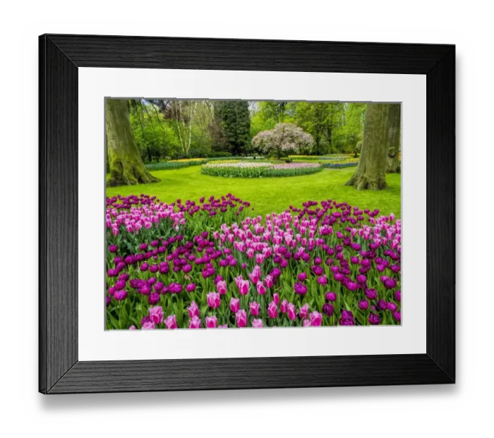 Framed Print : Europe; Netherlands; Lisse; Keukenhof Gardens; Keukenhof Gardens with Tulip Blooms Surounded Framed Print : Europe; Netherlands; Lisse; Keukenhof Gardens; Keukenhof Gardens with Tulip Blooms Surounded