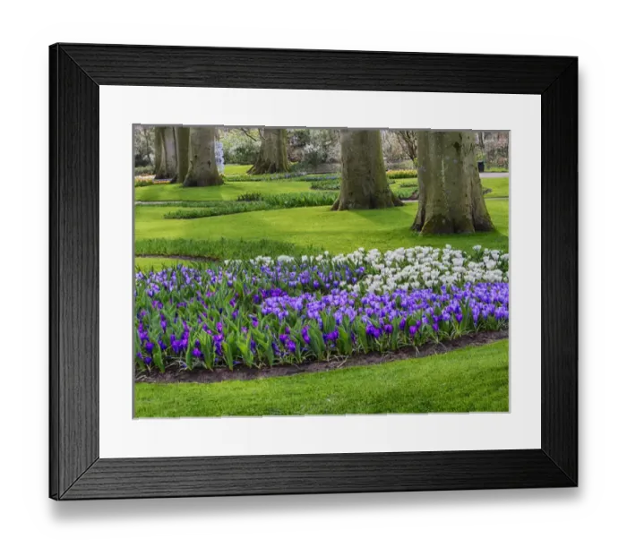 Framed Print : Europe; Netherlands; Flower Displays at keukenhof gardens Framed Print : Europe; Netherlands; Flower Displays at keukenhof gardens