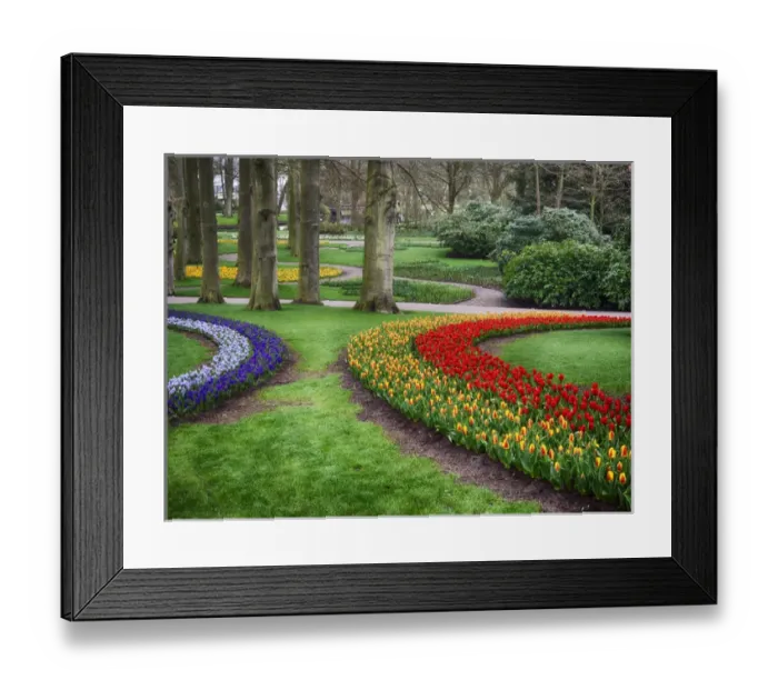 Framed Print : Europe; Netherlands; Flower Displays at keukenhof gardens Framed Print : Europe; Netherlands; Flower Displays at keukenhof gardens