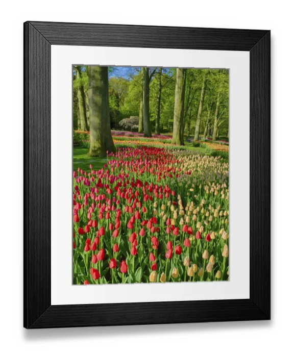 Framed Print : Europe; Netherlands; Lisse; Keukenhof Gardens; Keukenhof Gardens with Tulip Blooms Surounded Framed Print : Europe; Netherlands; Lisse; Keukenhof Gardens; Keukenhof Gardens with Tulip Blooms Surounded