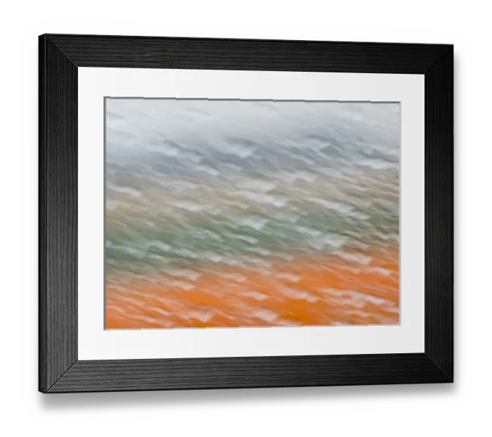 Framed Print : Europe; Netherlands; Nord Holland; Tulips and Rain Drops in Patterns