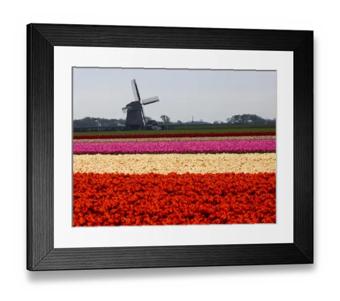 Framed Print : Europe; Netherlands; Nord Holland; Field of Tulip with windmill in flowers