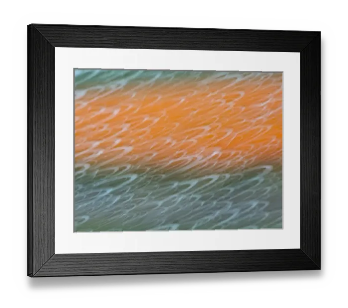 Framed Print : Europe; Netherlands; Nord Holland; Tulips and Rain Drops in Patterns Framed Print : Europe; Netherlands; Nord Holland; Tulips and Rain Drops in Patterns