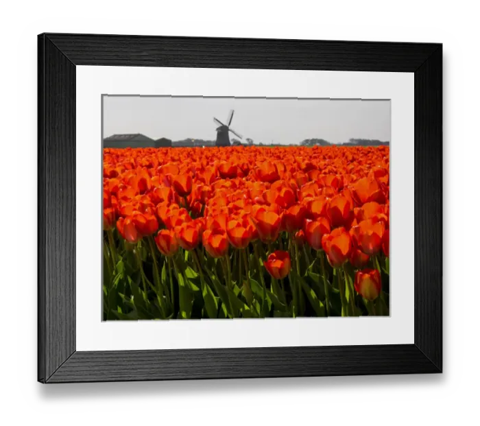 Framed Print : Europe; Netherlands; Nord Holland; Field of Tulip with windmill in flowers Framed Print : Europe; Netherlands; Nord Holland; Field of Tulip with windmill in flowers