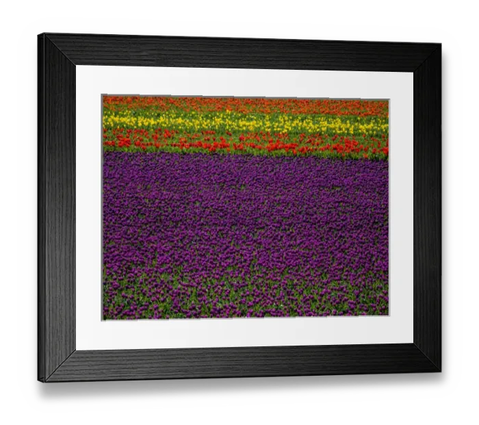 Framed Print : Europe; Netherlands; Kop van Noord-Holland; Tulip Flower Fields with multi colors in Holland Framed Print : Europe; Netherlands; Kop van Noord-Holland; Tulip Flower Fields with multi colors in Holland