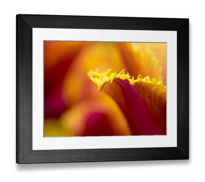 Framed Print : Europe; Netherlands; Lisse; Keukenhof Gardens; Tulip Closeups with Selective Focus Framed Print : Europe; Netherlands; Lisse; Keukenhof Gardens; Tulip Closeups with Selective Focus