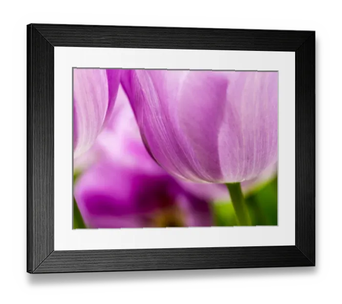 Framed Print : Europe; Netherlands; Lisse; Keukenhof Gardens; Tulip Closeups with Selective Focus Framed Print : Europe; Netherlands; Lisse; Keukenhof Gardens; Tulip Closeups with Selective Focus