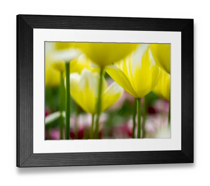 Framed Print : Europe; Netherlands; Lisse; Keukenhof Gardens; Tulip Closeups with Selective Focus