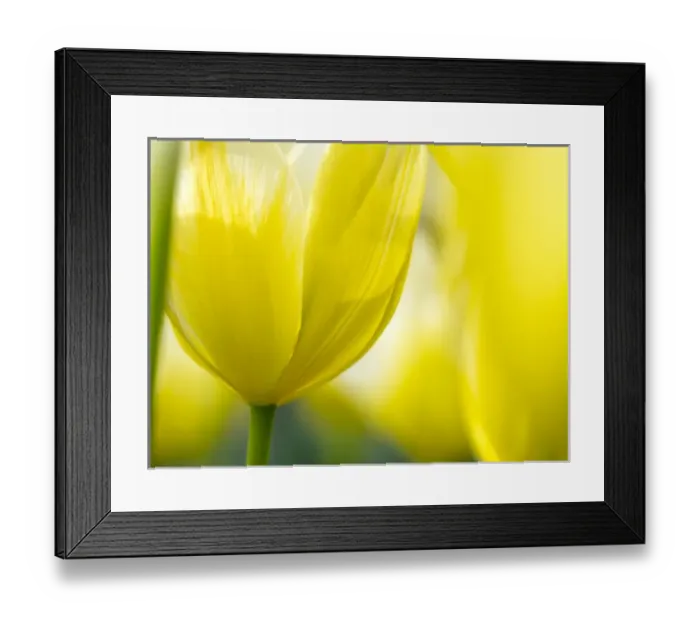 Framed Print : Europe; Netherlands; Lisse; Keukenhof Gardens; Tulip Closeups with Selective Focus Framed Print : Europe; Netherlands; Lisse; Keukenhof Gardens; Tulip Closeups with Selective Focus