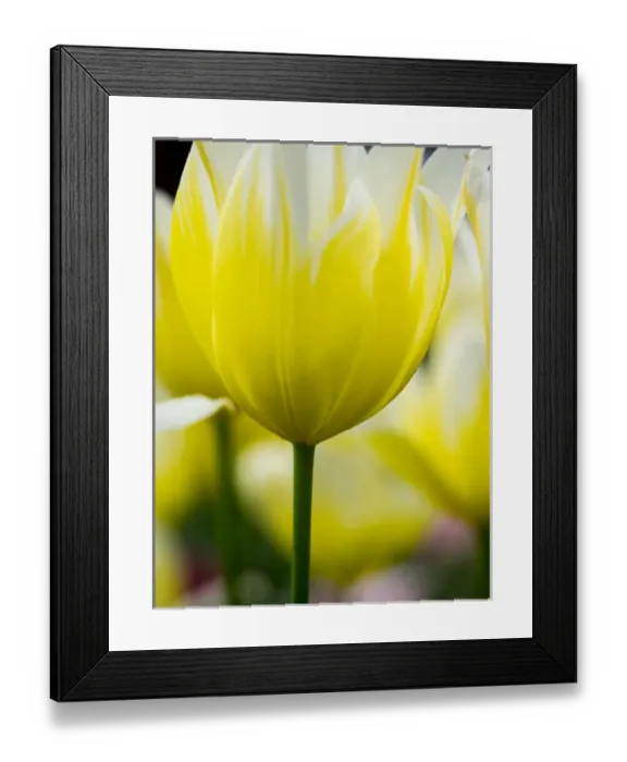 Framed Print : Europe; Netherlands; Lisse; Keukenhof Gardens; Tulip Closeups with Selective Focus Framed Print : Europe; Netherlands; Lisse; Keukenhof Gardens; Tulip Closeups with Selective Focus