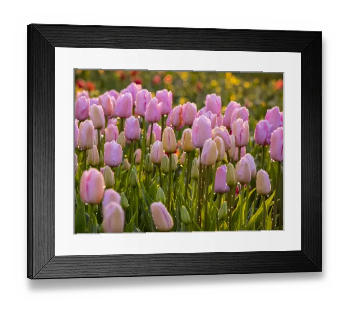 Framed Print : Europe; Netherlands; Nord Holland; Selective Focus of Tulip field with dew drops