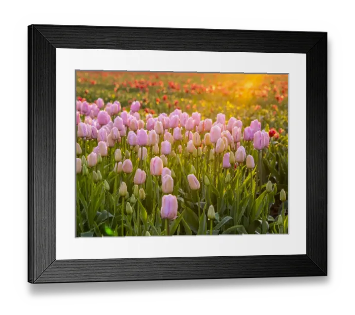 Framed Print : Europe; Netherlands; Nord Holland; Selective Focus of Tulip field with dew drops Framed Print : Europe; Netherlands; Nord Holland; Selective Focus of Tulip field with dew drops