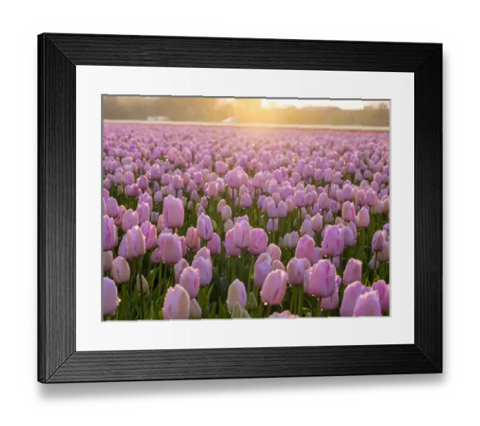 Framed Print : Europe; Netherlands; Nord Holland; Selective Focus of Tulip field with dew drops