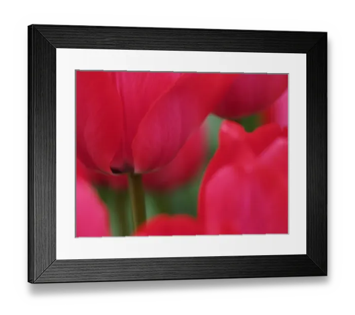 Framed Print : Europe; Netherlands; Macro image of Colorful Tuliip Framed Print : Europe; Netherlands; Macro image of Colorful Tuliip