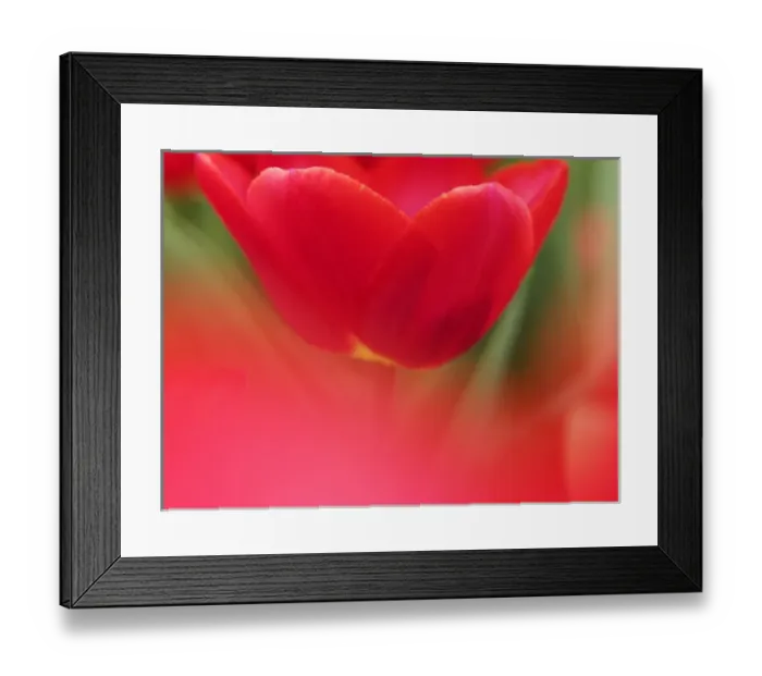 Framed Print : Europe; Netherlands; Macro image of Colorful Tuliip Framed Print : Europe; Netherlands; Macro image of Colorful Tuliip