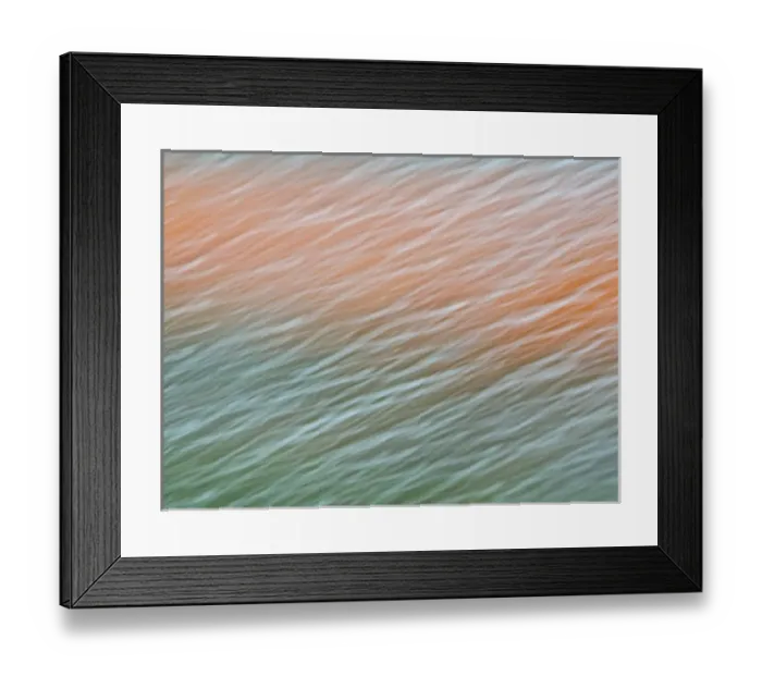 Framed Print : Europe; Netherlands; Nord Holland; Tulips and Rain Drops in Patterns Framed Print : Europe; Netherlands; Nord Holland; Tulips and Rain Drops in Patterns