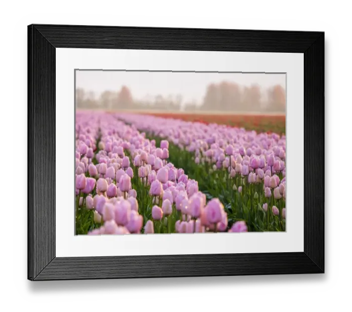 Framed Print : Europe; Netherlands; Nord Holland; Selective Focus of Tulip field with dew drops Framed Print : Europe; Netherlands; Nord Holland; Selective Focus of Tulip field with dew drops