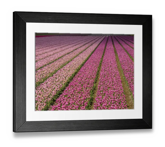 Framed Print : Europe; Netherlands; Kop van Noord-Holland; Tulip Flower Fields with multi colors in Holland