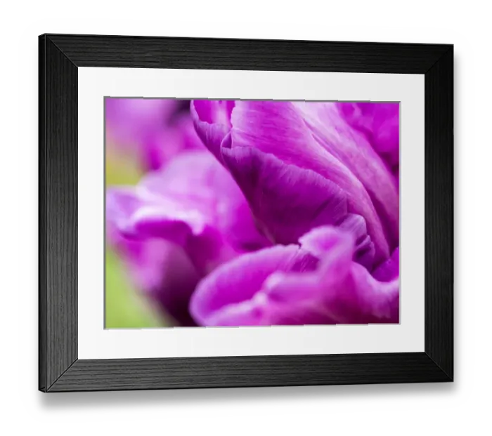 Framed Print : Europe; Netherlands; Lisse; Keukenhof Gardens; Tulip Closeups with Selective Focus