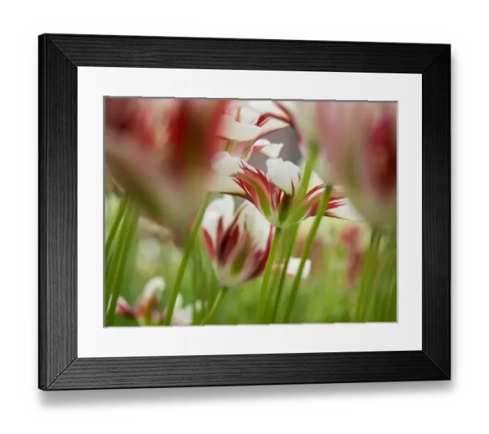 Framed Print : Europe; Netherlands; Lisse; Keukenhof Gardens; Tulip Closeups with Selective Focus Framed Print : Europe; Netherlands; Lisse; Keukenhof Gardens; Tulip Closeups with Selective Focus