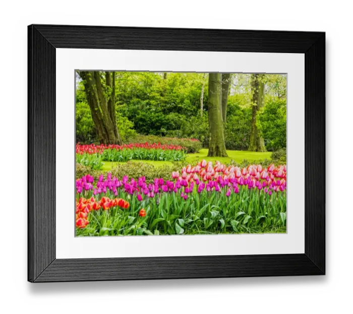 Framed Print : Europe; Netherlands; Lisse; Keukenhof Gardens; Keukenhof Gardens with Tulip Blooms Surounded Framed Print : Europe; Netherlands; Lisse; Keukenhof Gardens; Keukenhof Gardens with Tulip Blooms Surounded