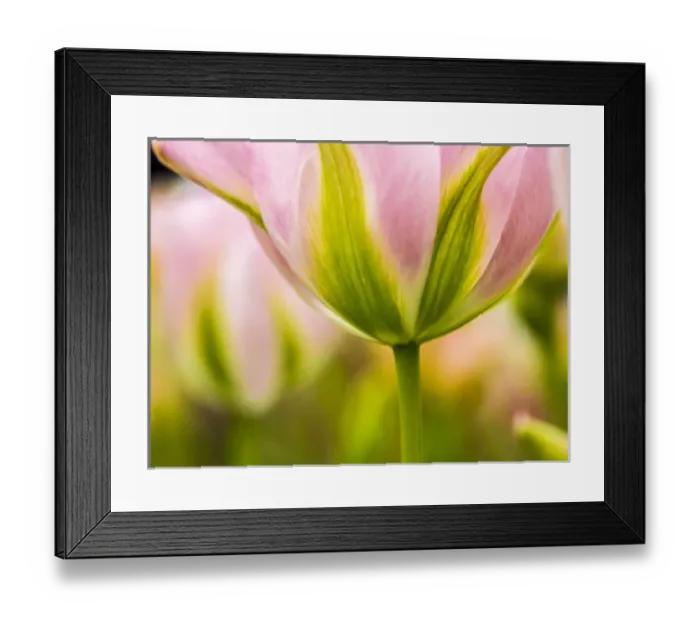 Framed Print : Europe; Netherlands; Lisse; Keukenhof Gardens; Tulip Closeups with Selective Focus Framed Print : Europe; Netherlands; Lisse; Keukenhof Gardens; Tulip Closeups with Selective Focus