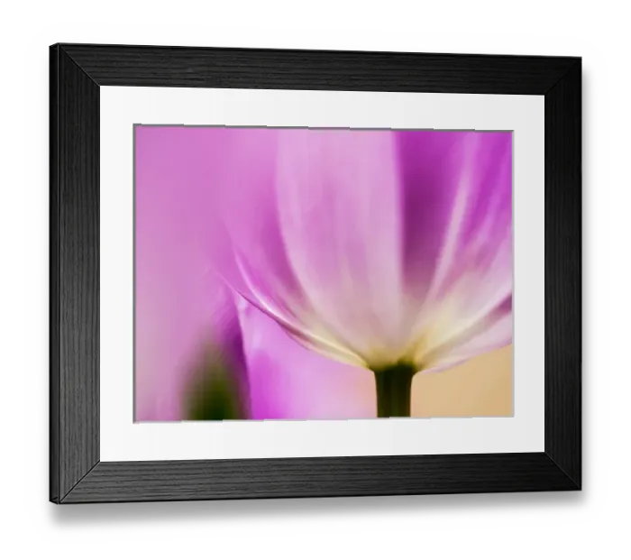 Framed Print : Europe; Netherlands; Lisse; Keukenhof Gardens; Tulip Closeups with Selective Focus