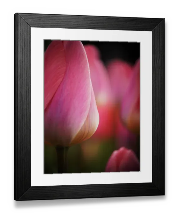 Framed Print : Europe; Netherlands; Macro image of Colorful Tuliip