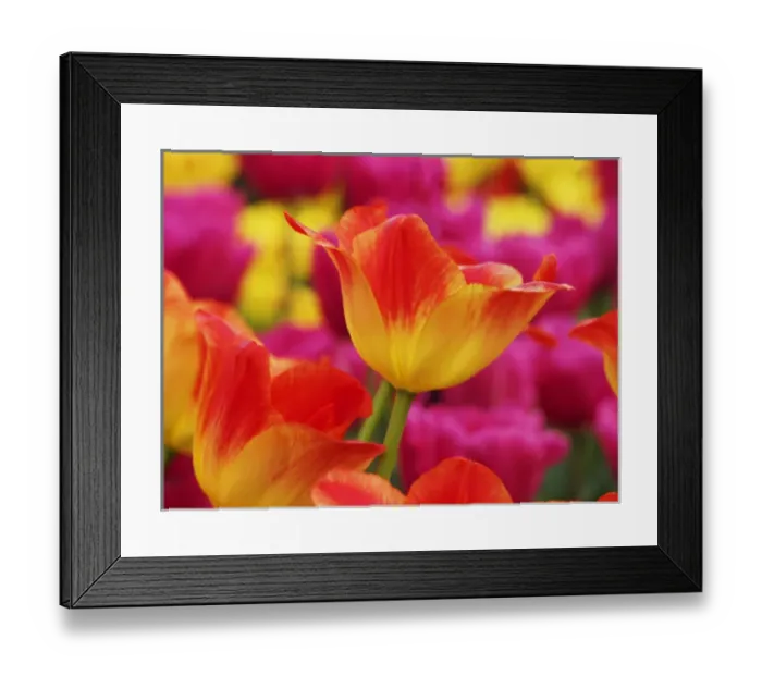 Framed Print : Europe; Netherlands; Macro image of Colorful Tuliip Framed Print : Europe; Netherlands; Macro image of Colorful Tuliip