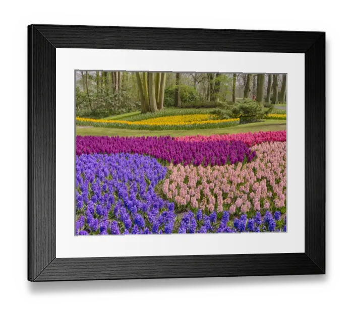 Framed Print : Europe; Netherlands; Flower Displays at keukenhof gardens Framed Print : Europe; Netherlands; Flower Displays at keukenhof gardens