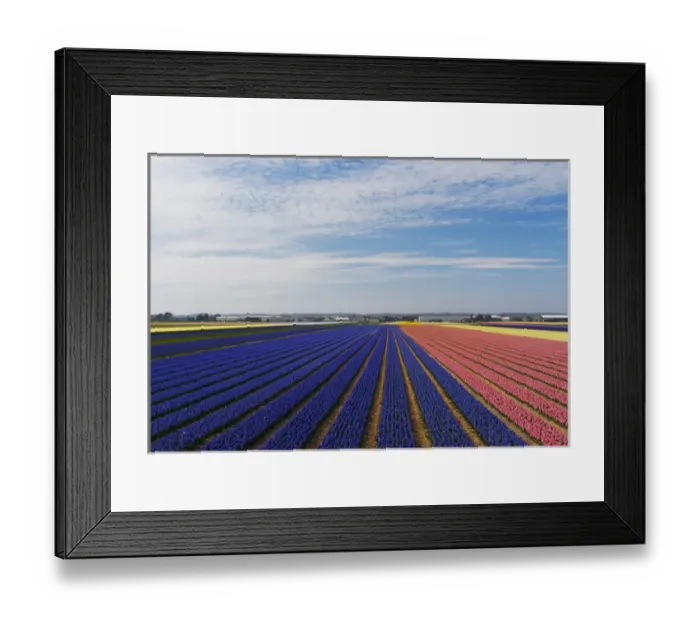 Framed Print : Europe; Netherlands; Southern Holland Province, Lisse, hyacinths fields