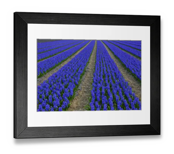 Framed Print : Europe; Netherlands; Southern Holland Province, Lisse, hyacinths fields Framed Print : Europe; Netherlands; Southern Holland Province, Lisse, hyacinths fields