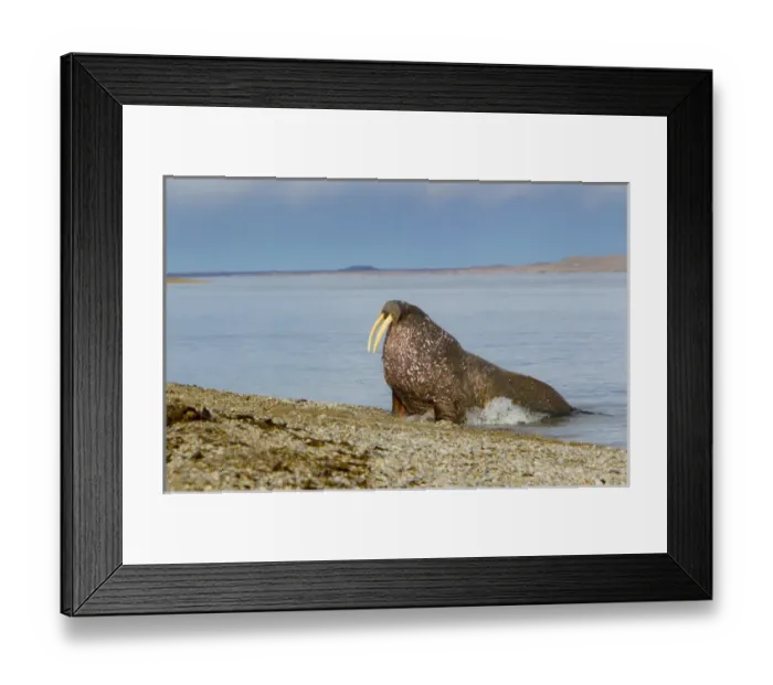 Framed Print : Ringertz Oya Island, Svalbard, Norway, Male Walrus hauling out on gravel bank Framed Print : Ringertz Oya Island, Svalbard, Norway, Male Walrus hauling out on gravel bank