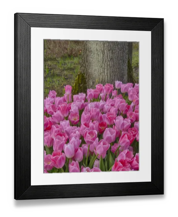 Framed Print : Europe; Netherlands; Flower Displays at keukenhof gardens Framed Print : Europe; Netherlands; Flower Displays at keukenhof gardens