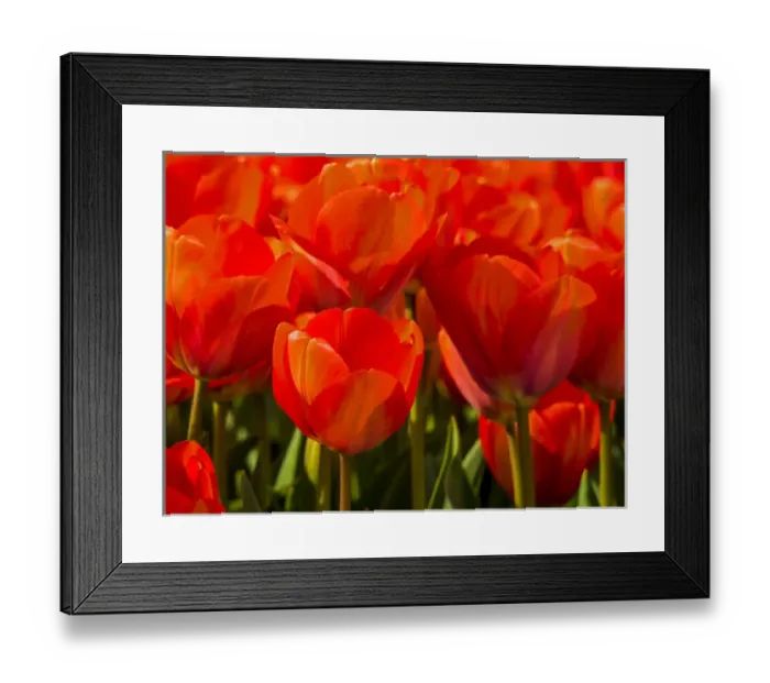 Framed Print : Europe; Netherlands; Nord Holland; Red Tulips in Mass Framed Print : Europe; Netherlands; Nord Holland; Red Tulips in Mass
