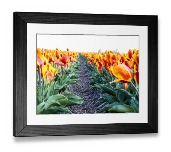 Framed Print : Europe; Netherlands; Nord Holland; Tulip Row of bright Orange and Yellow Tulips Framed Print : Europe; Netherlands; Nord Holland; Tulip Row of bright Orange and Yellow Tulips