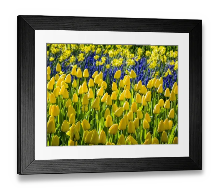 Framed Print : Europe; Netherlands; Lisse; Keukenhof Gardens; Keukenhof Gardens with Tulip Blooms Framed Print : Europe; Netherlands; Lisse; Keukenhof Gardens; Keukenhof Gardens with Tulip Blooms