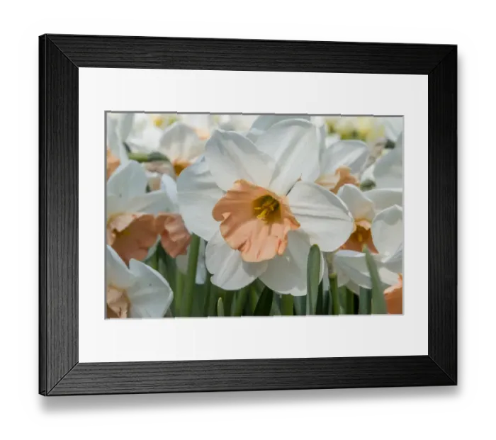 Framed Print : Keukenhof gardens. Netherlands Framed Print : Keukenhof gardens. Netherlands