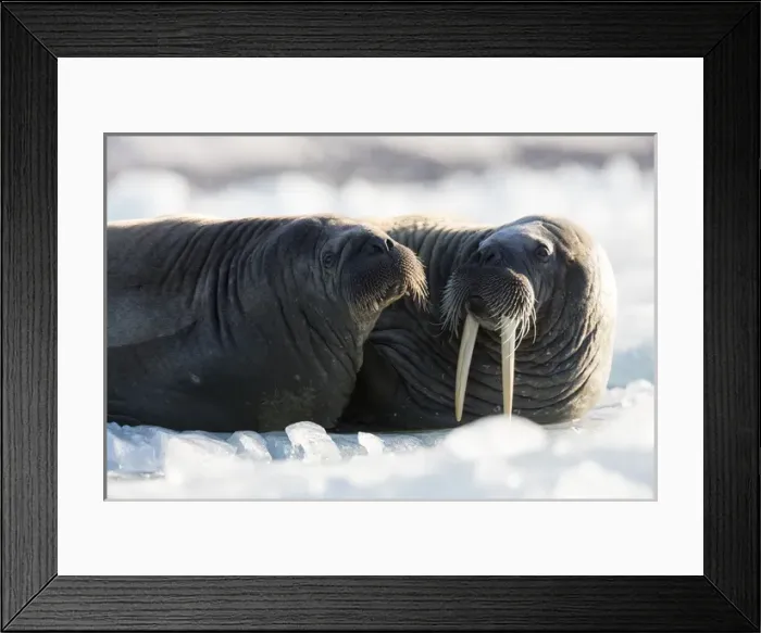 Framed Print : Norway, Svalbard, Spitsbergen. Walruses lie on ice Framed Print : Norway, Svalbard, Spitsbergen. Walruses lie on ice