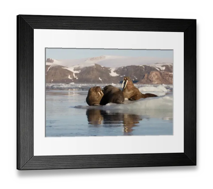 Framed Print : Norway, Svalbard, Spitsbergen. Walruses lie on ice