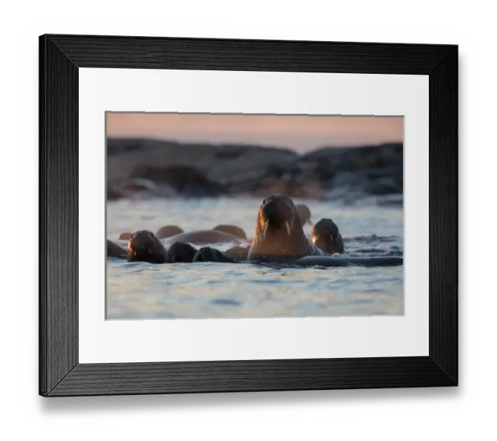 Framed Print : Norway, Svalbard, Kvitoya. Walruses swimming at sunset