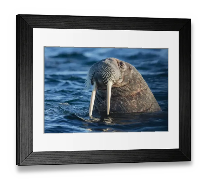 Framed Print : Norway, Svalbard. Walrus surfaces in water. Credit as: Josh Anon / Jaynes Gallery / DanitaDelimont Framed Print : Norway, Svalbard. Walrus surfaces in water. Credit as: Josh Anon / Jaynes Gallery / DanitaDelimont