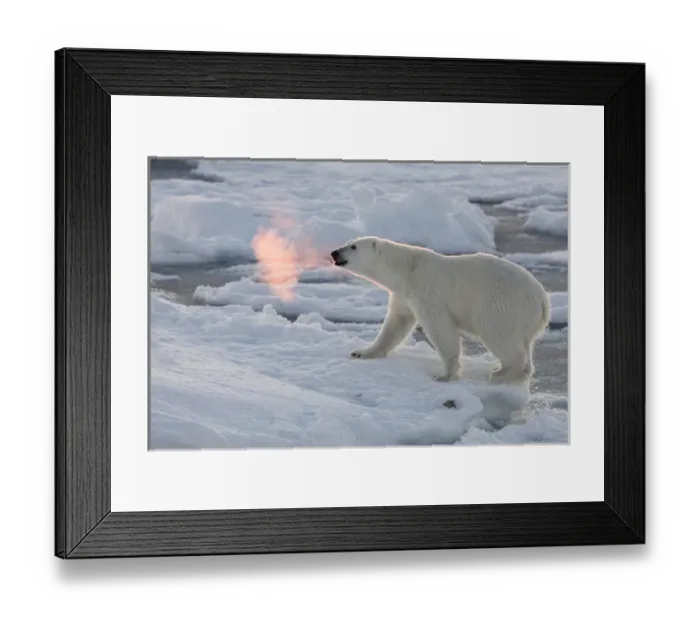 Framed Print : Norway, Svalbard, Spitsbergen. Polar bear with backlit breath Framed Print : Norway, Svalbard, Spitsbergen. Polar bear with backlit breath