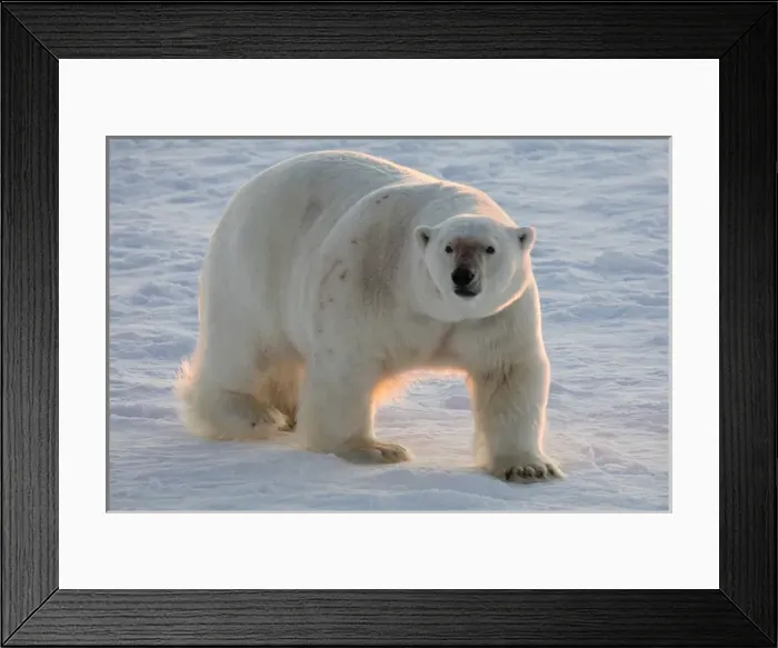 Framed Print : Norway, Svalbard, Spitsbergen. Polar bear walks on sea ice at sunrise. Credit as