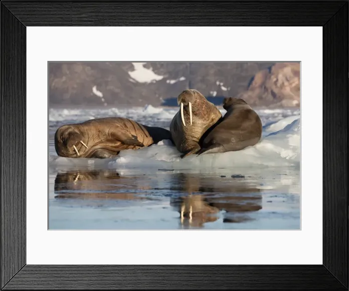 Framed Print : Norway, Svalbard, Spitsbergen. Walruses lie on ice