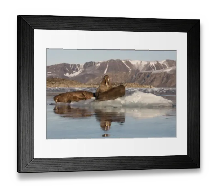 Framed Print : Norway, Svalbard, Spitsbergen. Walruses lie on ice