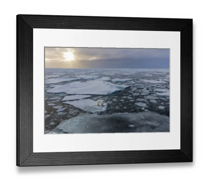 Framed Print : Norway, Svalbard, Spitsbergen. Polar bear on sea ice at sunset Framed Print : Norway, Svalbard, Spitsbergen. Polar bear on sea ice at sunset
