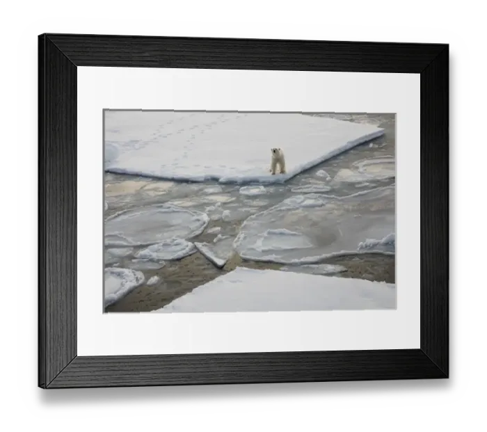 Framed Print : Norway, Svalbard, Spitsbergen. Polar bear stands on sea ice Framed Print : Norway, Svalbard, Spitsbergen. Polar bear stands on sea ice